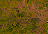 mountain.png